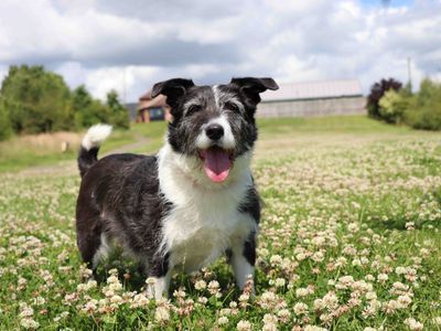 Maxwell | Collie (Border) Cross | Darlington - 3