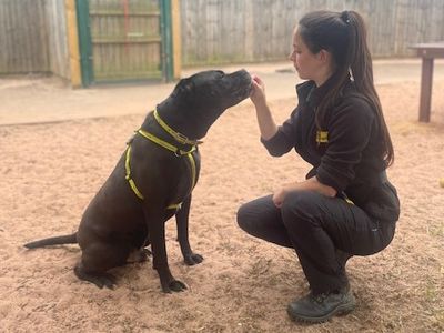 Gorgeous George | Mastiff Cross | Shrewsbury (Shropshire) - 4