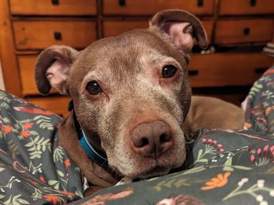 Pitbull puppies for store adoption near me