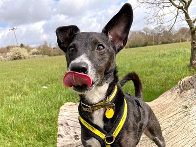 Peppy | Terrier (Patterdale) Cross | Shoreham (Sussex) - 4