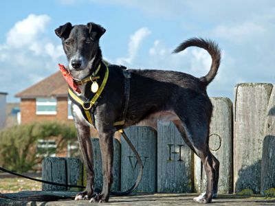 Peppy | Terrier (Patterdale) Cross | Shoreham (Sussex) - 4