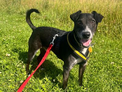 Peppy | Terrier (Patterdale) Cross | Shoreham (Sussex) - 2