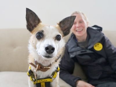 Rainbow | Terrier (Jack Russell) Cross | Leeds - 4