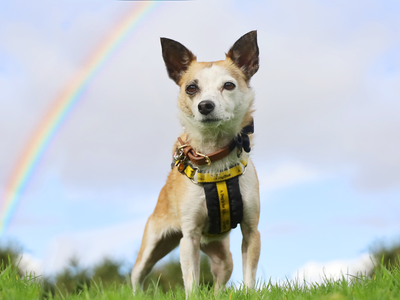 Rainbow | Terrier (Jack Russell) Cross | Leeds - 2