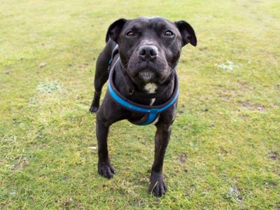 Prince | Terrier (Staffordshire Bull) | Manchester - 3