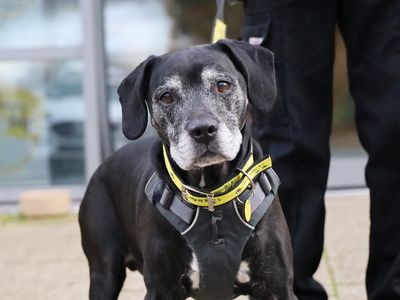 Alphie | Terrier (Staffordshire Bull) Cross | Leeds - 3