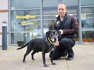 Alphie | Terrier (Staffordshire Bull) Cross | Leeds - 2