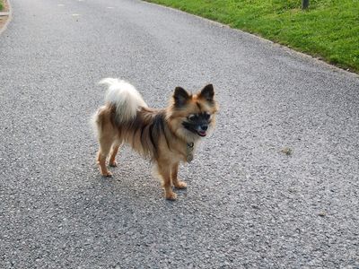 Luka | Pomeranian Cross | Merseyside (Liverpool) - 5