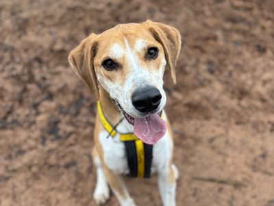 Adopt a Harrier Cross Rescue Dog | Ceaser | Dogs Trust