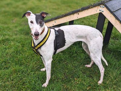 Patch | Greyhound | Harefield West London - 4