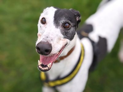 Patch | Greyhound | Harefield West London - 2