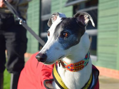 Patch | Greyhound | Harefield West London - 4