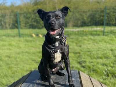 Batman | Terrier (Staffordshire Bull) Cross | Loughborough - 4