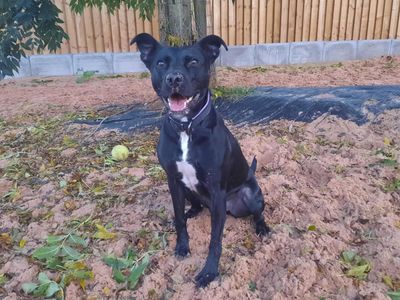 Batman | Terrier (Staffordshire Bull) Cross | Loughborough - 2