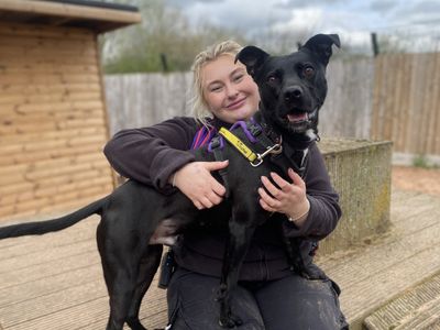 Batman | Terrier (Staffordshire Bull) Cross | Loughborough - 3