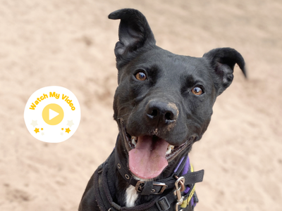 Batman | Terrier (Staffordshire Bull) Cross | Loughborough - 5