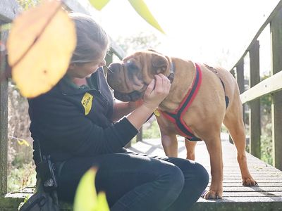 Edie | Shar Pei Cross | Leeds - 3