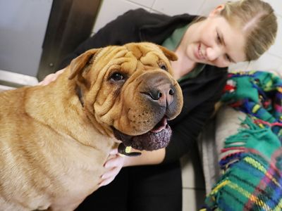 Edie | Shar Pei Cross | Leeds - 4