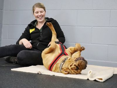 Edie | Shar Pei Cross | Leeds - 5