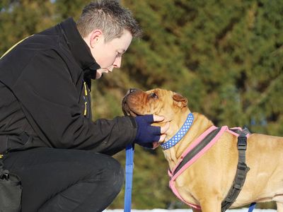 Edie | Shar Pei Cross | Leeds - 2