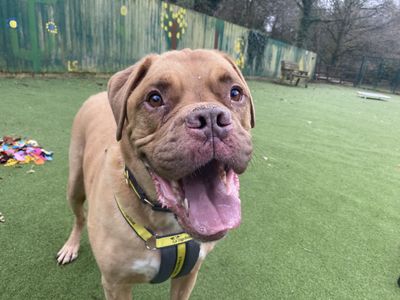 Digby | Dogue De Bordeaux Cross | Ilfracombe - 1