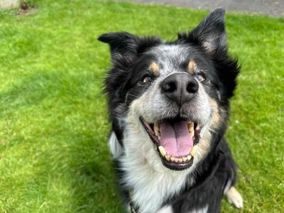 Otis | Collie (Border) | Bridgend (Wales) - 2