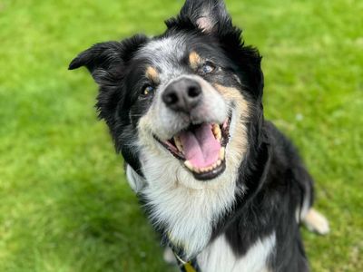 Otis | Collie (Border) | Bridgend (Wales) - 3