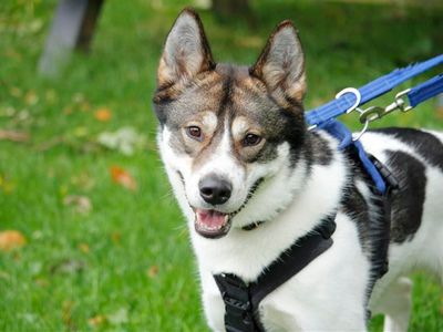 Adopt a Siberian Husky Cross Rescue Dog | Connie | Dogs Trust