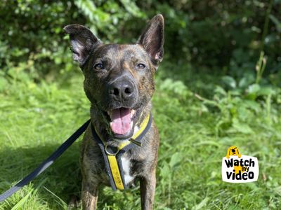 Polly | Terrier (Staffordshire Bull) Cross | Ilfracombe - 4