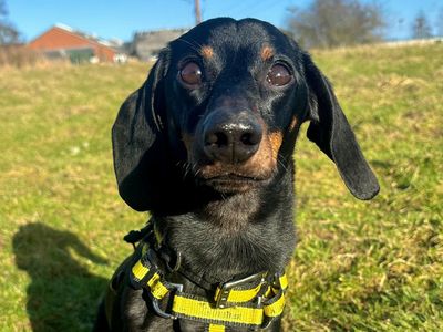 Benny | Dachshund (Miniature Smooth Haired) | Leeds - 5