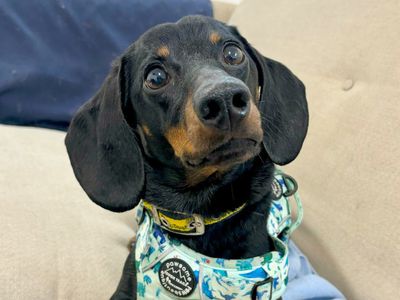 Benny | Dachshund (Miniature Smooth Haired) | Leeds - 3