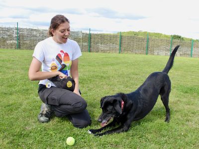 Toby | Retriever (Labrador) Cross | Evesham (Worcestershire) - 2