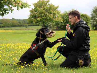 Toby | Retriever (Labrador) Cross | Evesham (Worcestershire) - 4