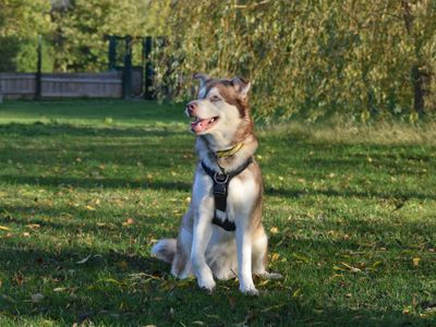 Forest | Siberian Husky Cross | Basildon (Essex) - 2