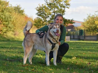 Forest | Siberian Husky Cross | Basildon (Essex) - 4