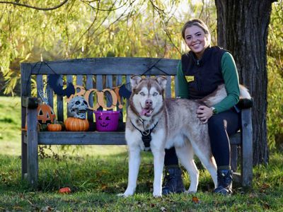 Forest | Siberian Husky Cross | Basildon (Essex) - 4