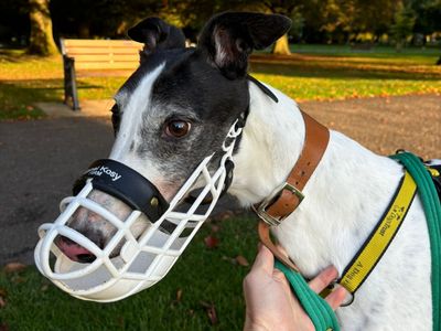 Barnes | Greyhound | Kenilworth (West Midlands) - 5