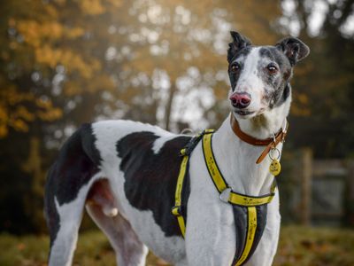 Barnes | Greyhound | Kenilworth (West Midlands) - 3