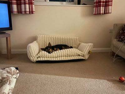 Lemmy | Welsh Corgi (Pembroke) Cross | Loughborough - 1