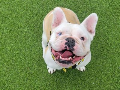 Daisy | French Bulldog Cross | West Calder (Edinburgh) - 1