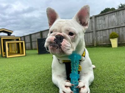 Daisy | French Bulldog Cross | West Calder (Edinburgh) - 3