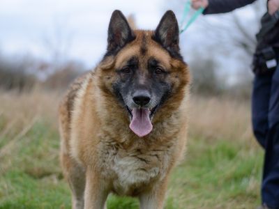 Deki | German Shepherd Dog Cross | Kenilworth (West Midlands) - 3