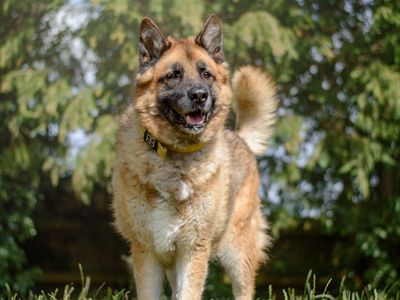 Deki | German Shepherd Dog Cross | Kenilworth (West Midlands) - 5