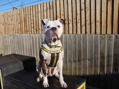 Buzz | Bullmastiff Cross | Darlington - 2