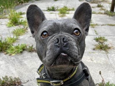 Hugo | French Bulldog | Ilfracombe - 2