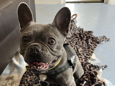 Hugo | French Bulldog | Ilfracombe - 3