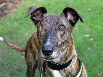 Lurcher cheap dogs trust