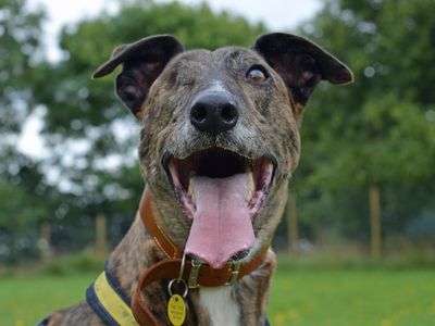 Ned | Lurcher Cross | Merseyside (Liverpool) - 2