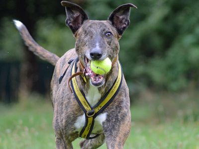 Ned | Lurcher Cross | Merseyside (Liverpool) - 4