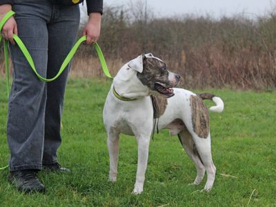 Brian | American Bulldog Cross | Basildon (Essex) - 3